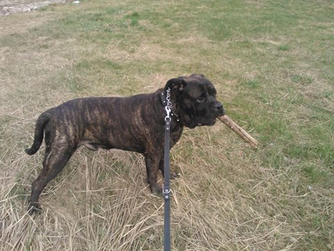 Gandalf nadal szuka swojego człowieka